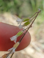 Boechera pendulocarpa