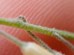 Boechera pendulocarpa