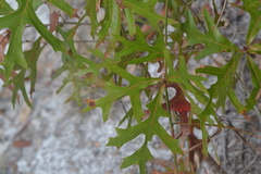 Quercus laevis image