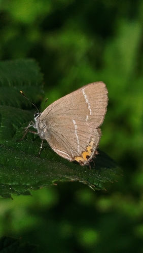 White-letter Hairstreak