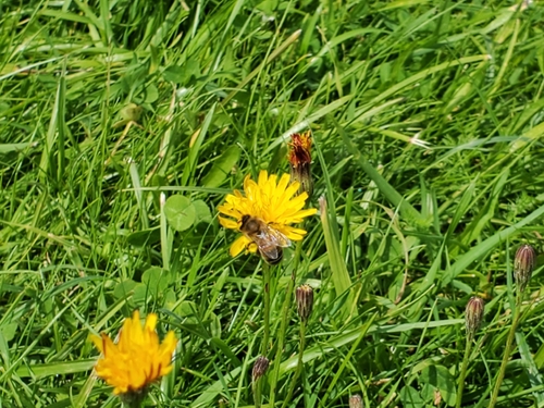 Western Honey Bee
