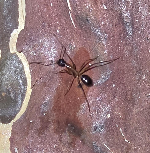 Camponotus confusus