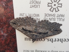 Chrysolarentia plagiocausta