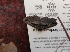 Chrysolarentia plagiocausta