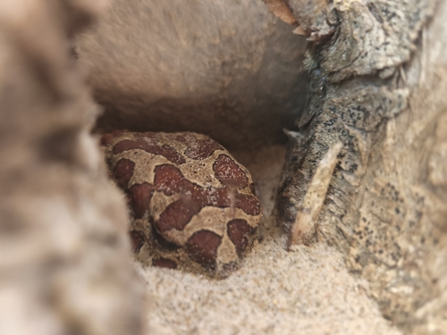 Mauritanian Toad