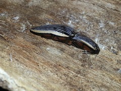 Chalcolepidius rugatus