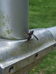 Polistes parametricus