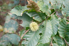Castanea henryi