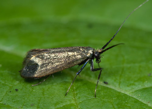 Green Longhorn Moth