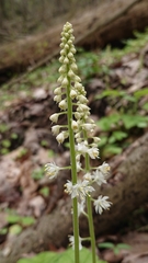 Tiarella stolonifera