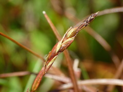 Carex punicea