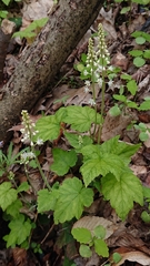 Tiarella stolonifera