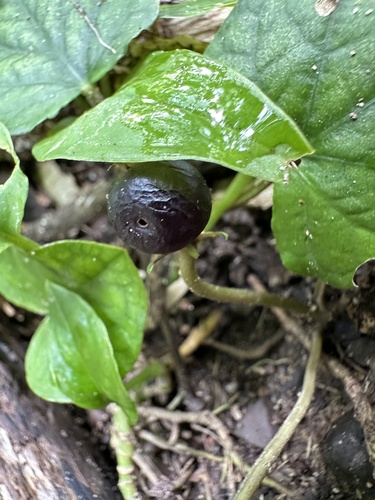 Geophila macropoda, photograph 3