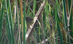 Bradypterus baboecala