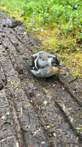 Brambling