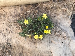 Lithospermum incisum