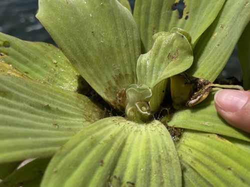 Water Lettuce