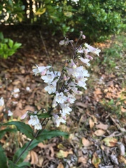 Penstemon arkansanus