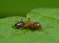 Lasius brunneus