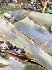 Desmarestia ligulata