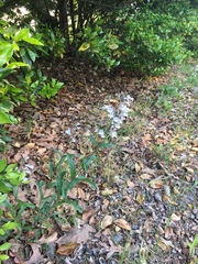 Penstemon arkansanus