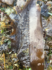 Pleurophycus gardneri