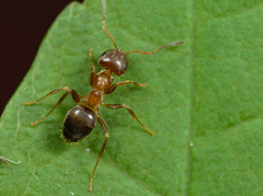 Lasius brunneus
