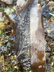 Pleurophycus gardneri