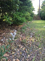 Penstemon arkansanus