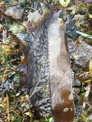 Pleurophycus gardneri