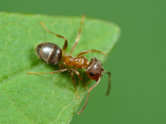 Lasius brunneus