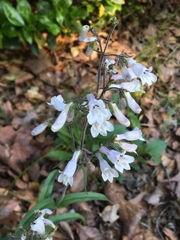 Penstemon arkansanus