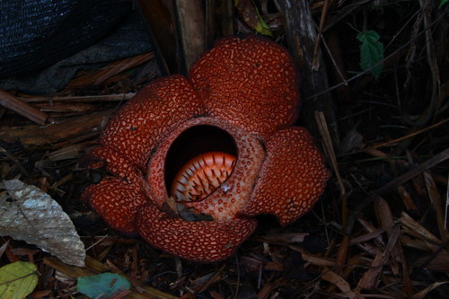 Rafflesia keithii (Rafflesia keithii)