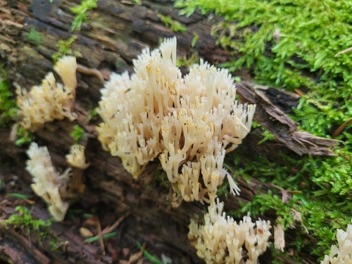 crown-tipped coral fungus