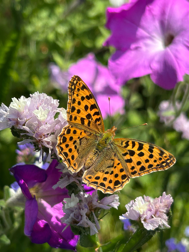 Queen of Spain Fritillary