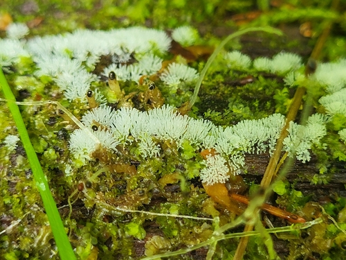 Common Coral Slime