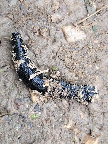 Horse Leech