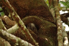 Isothrix bistriata