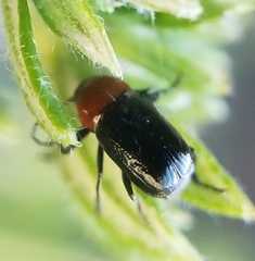 Cryptocephalus sanguinicollis