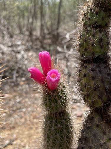Arrojadoa rhodantha
