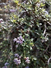 Ceanothus confusus