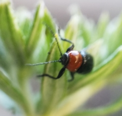 Cryptocephalus sanguinicollis