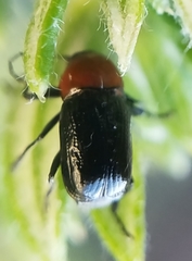 Cryptocephalus sanguinicollis