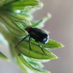 Cryptocephalus sanguinicollis