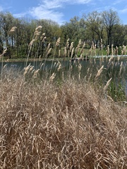 Phragmites australis
