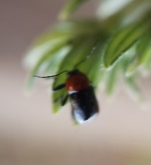 Cryptocephalus sanguinicollis