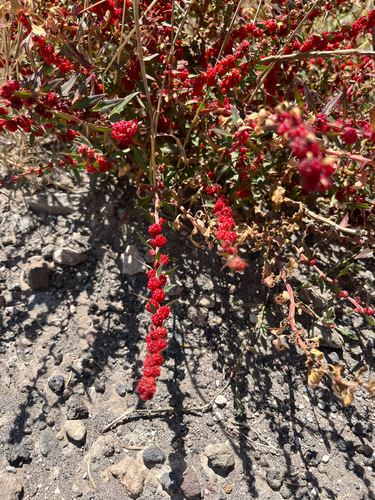 Strawberry Goosefoot