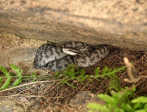 Photo of a Shedao island pitviper (Gloydius shedaoensis)