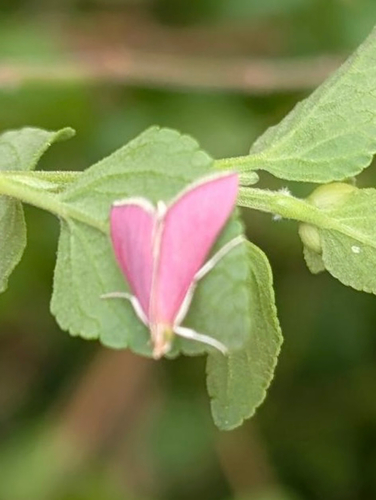 Pyrausta inornatalis