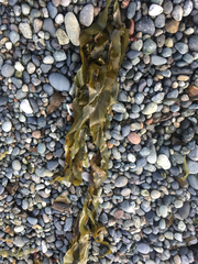 Desmarestia ligulata